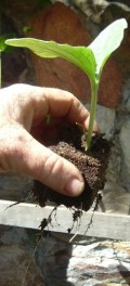 Seed Starting in Soil Blocks; Part 1 of 3