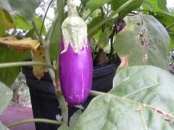 An eggplant grown from seed in soil blocks