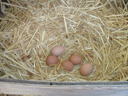 Home Grown Organic Eggs