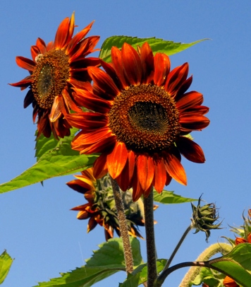 Sunflowers come in all sizes and colors, small to towering giants, from pale yellow to deep bronze.