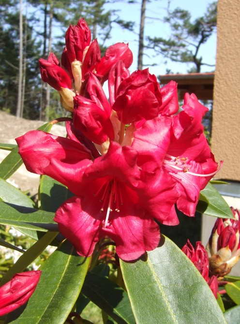 This red rhododendron is a spring bloomer, with large bunches of brilliant colour.