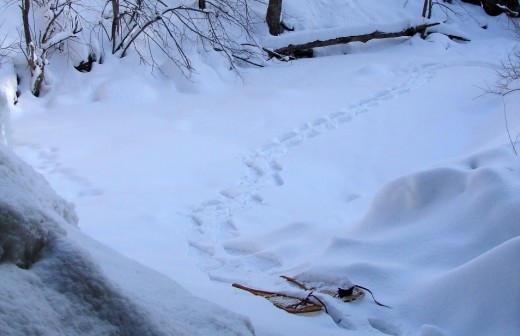 I had to use snowshoes to reach the bottom of Borer's Falls, then I put icers over my boots to go behind the frozen falls.