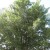Lacebark Elm Lacebark Elm