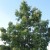 Western Soapberry Western Soapberry