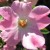 Pink flower Pink flower