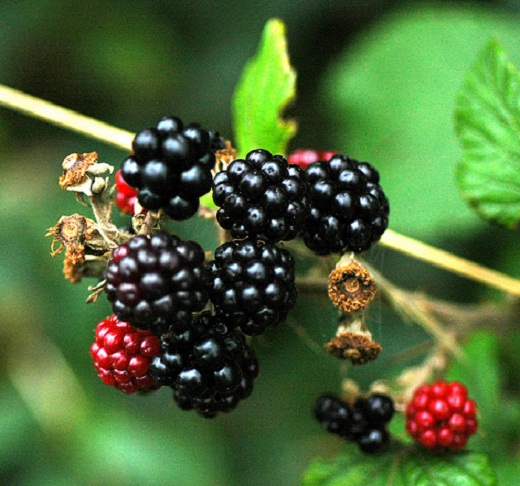 Blackberries, ripe and unripe, on the bush