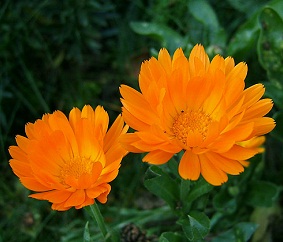 Two Marigolds, AKA Calendula officinalis