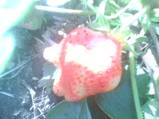 This is one of the biggest strawberries so far - and one of the oddest ones I have ever seen!