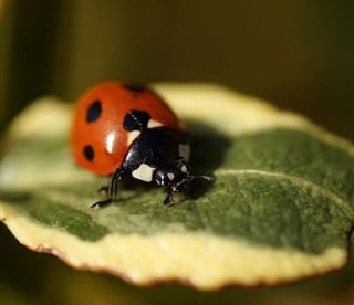 A Ladybird in the UK, a Ladybug in the USA. Whatever you call it, this is a fearsome predator on aphids.