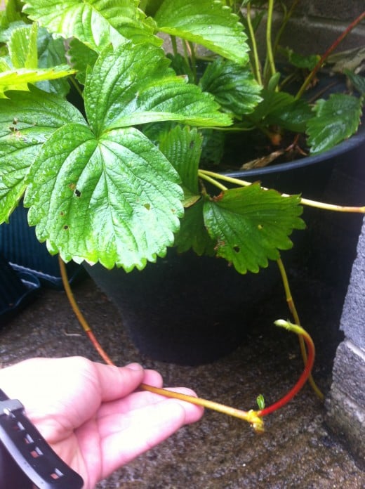 The runners shoot out from the mother plant to find soil to root.