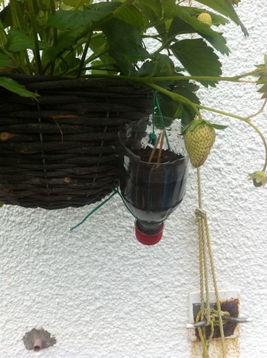 I use a recycled coke bottle to get my runners from the strawberry plants in the baskets.