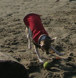 Frida is airborne in her quest for the elusive tennis ball