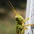 Use of aperture and focus points for close ups while blurring the background. Use of aperture and focus points for close ups while blurring the background.