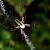 Garden spider - photo taken in the evening. Garden spider - photo taken in the evening.