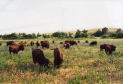 Bison on the Pine Ridge Indian Reservation