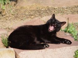 Black cat	 ( Tom Adriaenssen ("inferis"))