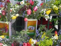 Olive Oil Cans as Flower containers