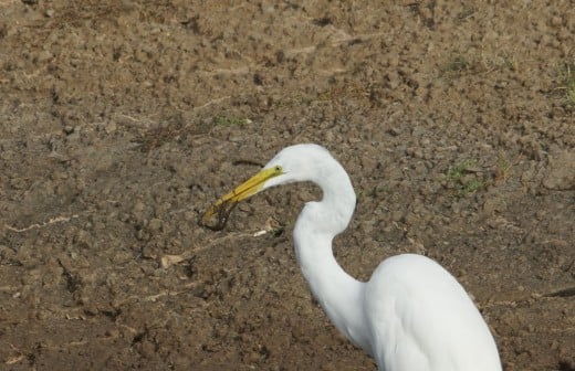 Great Egret with Crawdad