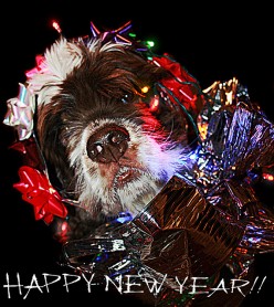 Quiz | Test Your New Years Knowledge