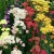 Yarrow Yarrow