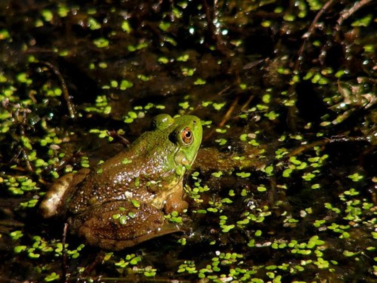 Attracting Frogs And Toads To Your Garden Dengarden