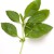 Fresh Basil Fresh Basil