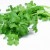 Fresh Coriander (Cilantro) Fresh Coriander (Cilantro)