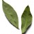 Bay Leaves Bay Leaves