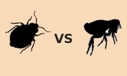 Bed Bug vs. Flea