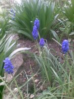 Grape hyacinths.  Want to buy some?