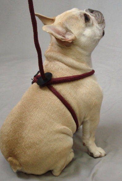 Teddy (French Bulldog) showing the back of the Harness Lead