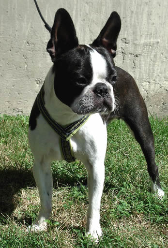 Booker (Boston Terrier) in the Padded Y Harness.