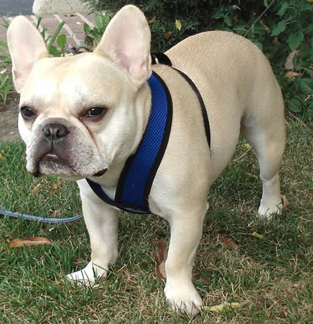 Teddy (French Bulldog) in the Comfort Harness