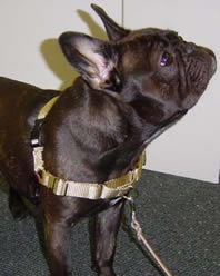 Dax (French Bulldog) in the EasyWalk Harness.