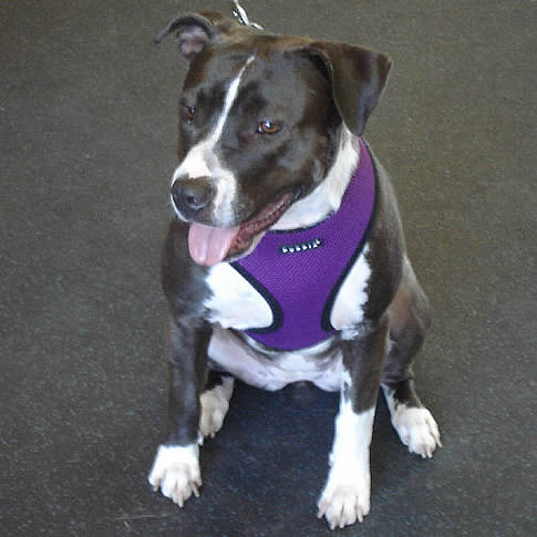 Keesha (Pit Bull) in the Soft Harness