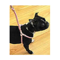 Ceilidh (Boston Terrier) in the Rolled Cloth Step-in Harness