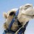 Camel in the Desert also known as the Negev. Camel in the Desert also known as the Negev.