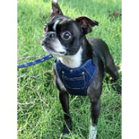 Ceilidh (Boston Terrier) in the Active Dog Harness