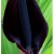 Arum palaestinum Arum palaestinum