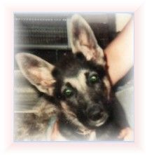 Lo-o-o-k!  Ears UP at last!
