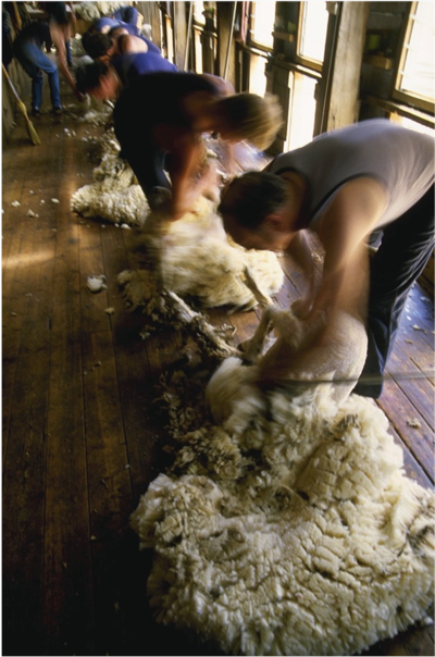 Feed them well and the Shearers will keep on shearing!