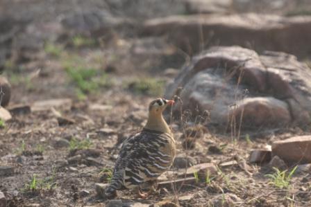 Painted Sand Grouse
