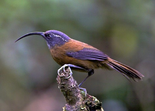 SICKLE-BILLED SCIMITAR-BABBLER(Xiphirhynchus superciliaris) Recorded: 22 April 2013/Added to IBC 1 year 17 weeks ago as of Sept.14,2014/Author: Lee Hunter/Locality:Trashigang, Trashigang District, Bhutan (Photo Source:http://ibc.lynxeds.com/)