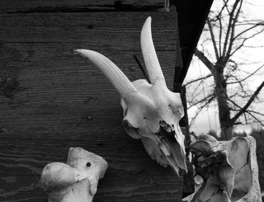 animal-skulls-nailed-on-barn