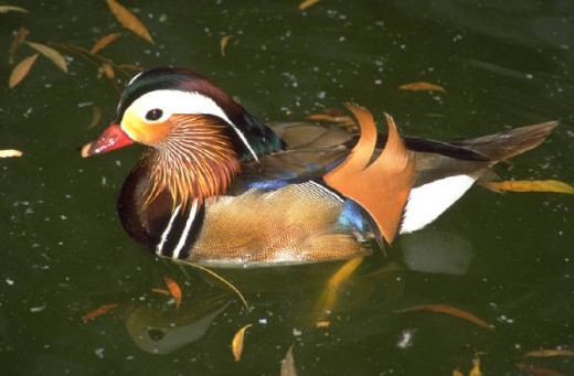 The mandarin duck is elusive and beautiful...just like you!