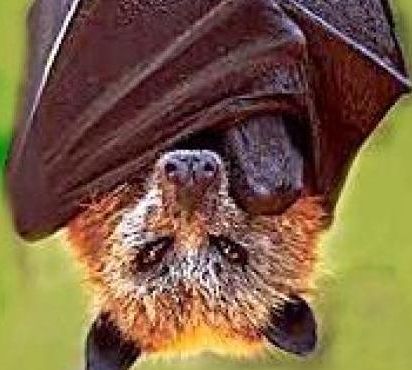  Fruit Bat