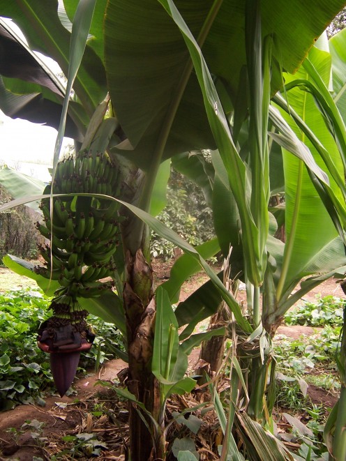 Banana tree in the yard.