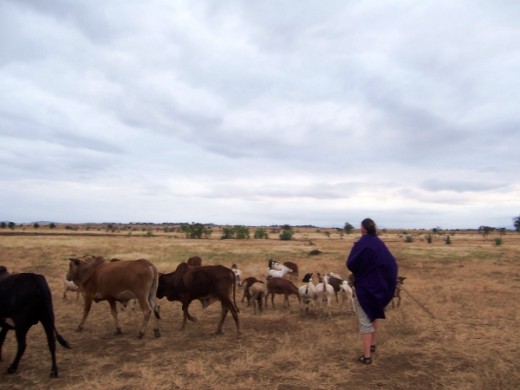 Learning how to herd sheep.