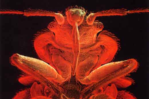 what a bedbug looks like
