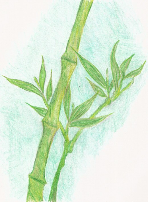 A drawing I did the middle of last year of my thriving bamboo plant.
